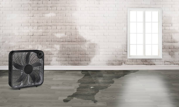 Best Local water damage restoration  in Clear Lake, IA
